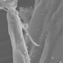 더듬이분지털배벌레 사진