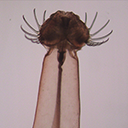 불룩배화살벌레 사진