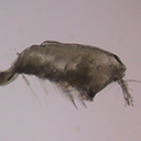 Corycaeus speciosus 사진