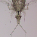 Corycaeus speciosus 사진
